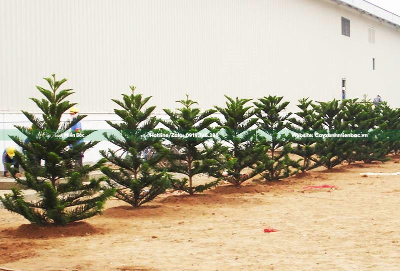 Trồng cây bách tán giá rẻ